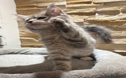 Maine Coon cats for sale: Pure blood Maine coon kittens  - Image 16