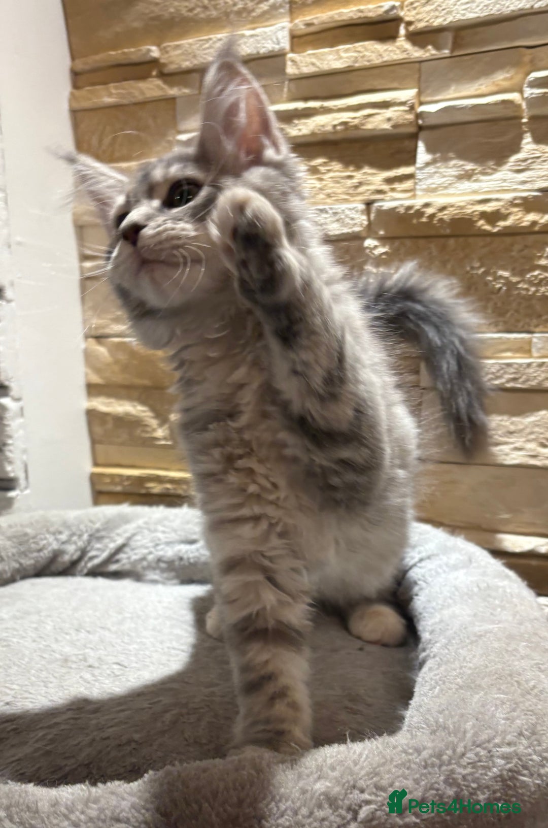 Maine Coon cats for sale: Pure blood Maine coon kittens  - Image 16