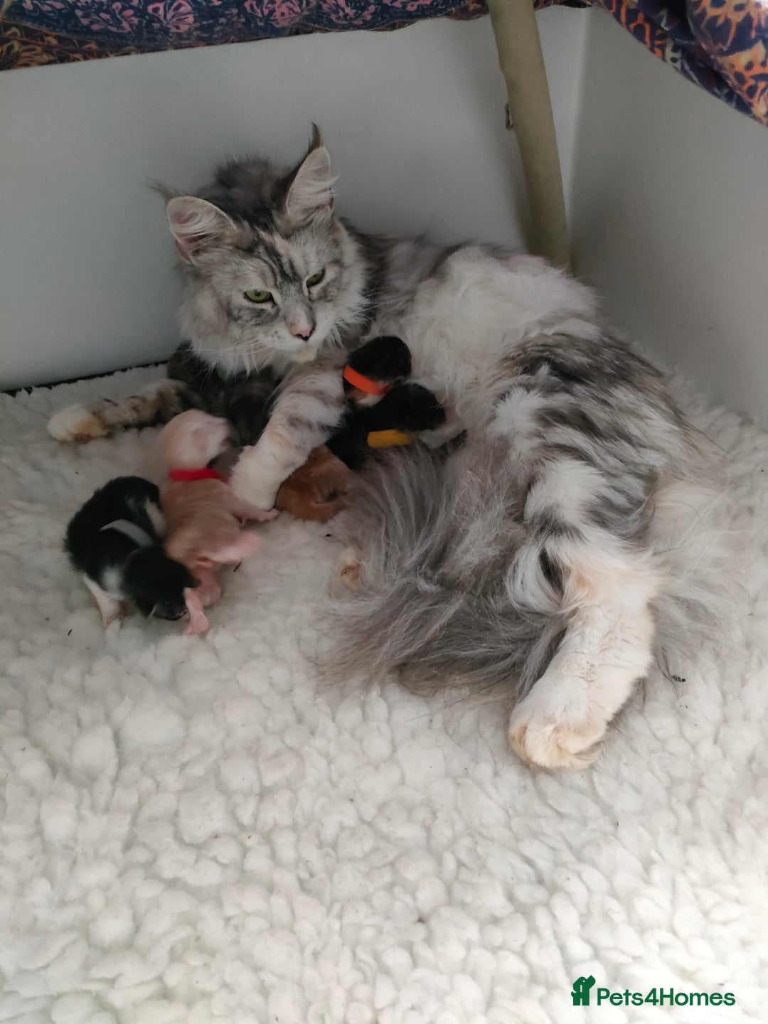 Maine Coon cats for sale: GCCF registered Maine Coon Kittens 5 star licence - Advert 2
