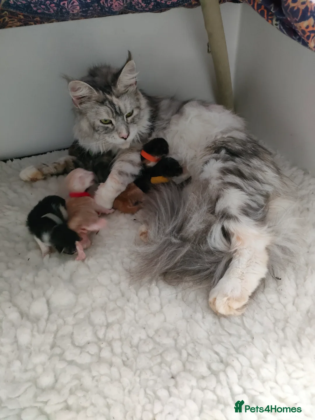 Maine Coon cats for sale: GCCF registered Maine Coon Kittens 5 star licence - Advert 2