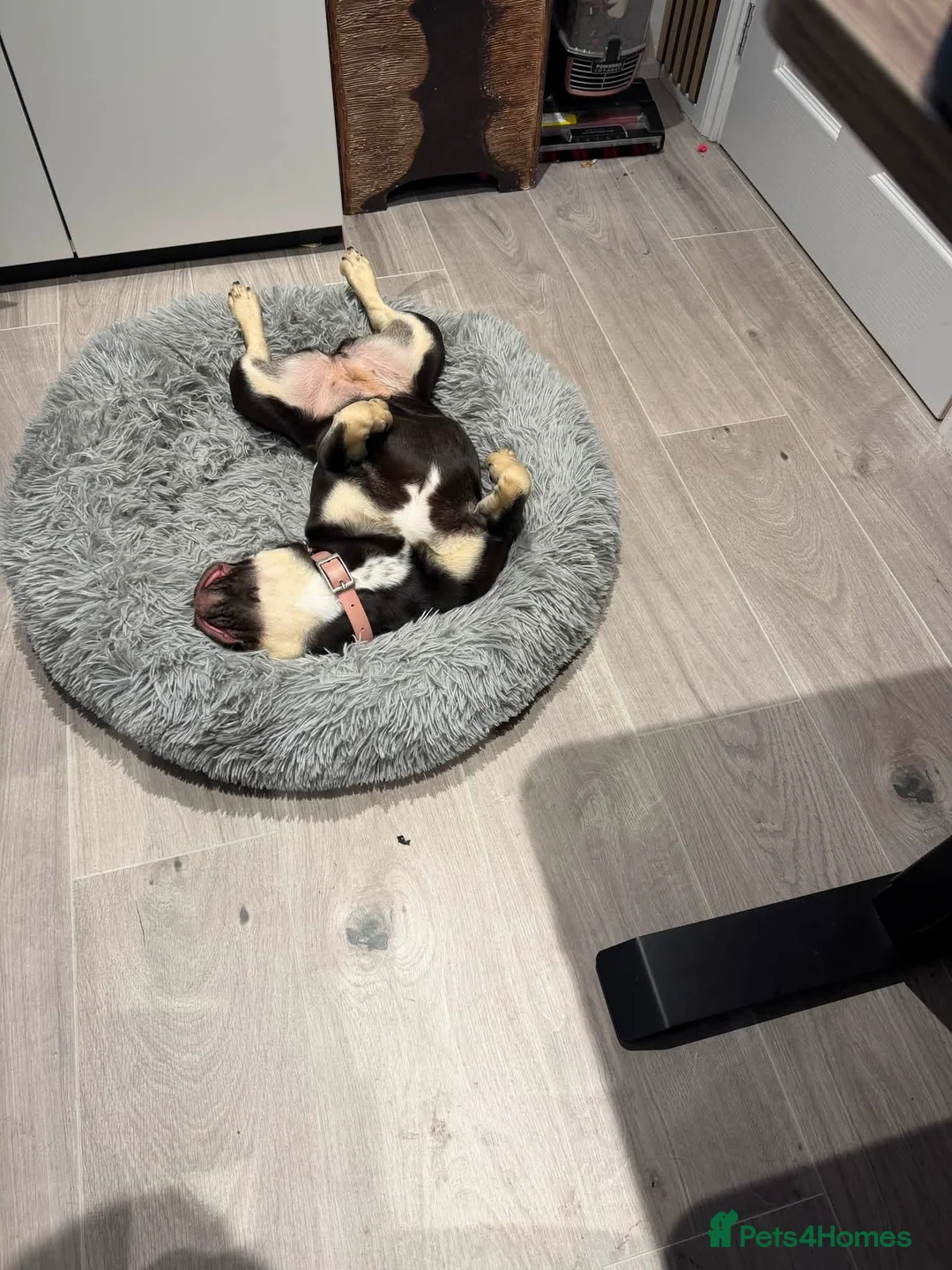 French Bulldog dogs for sale: KC French Bulldog FEMALE (rehoming) - Advert 6
