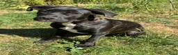 Mixed Breed dogs for sale: Trained Bullmastiff Staffy Female - Advert 3