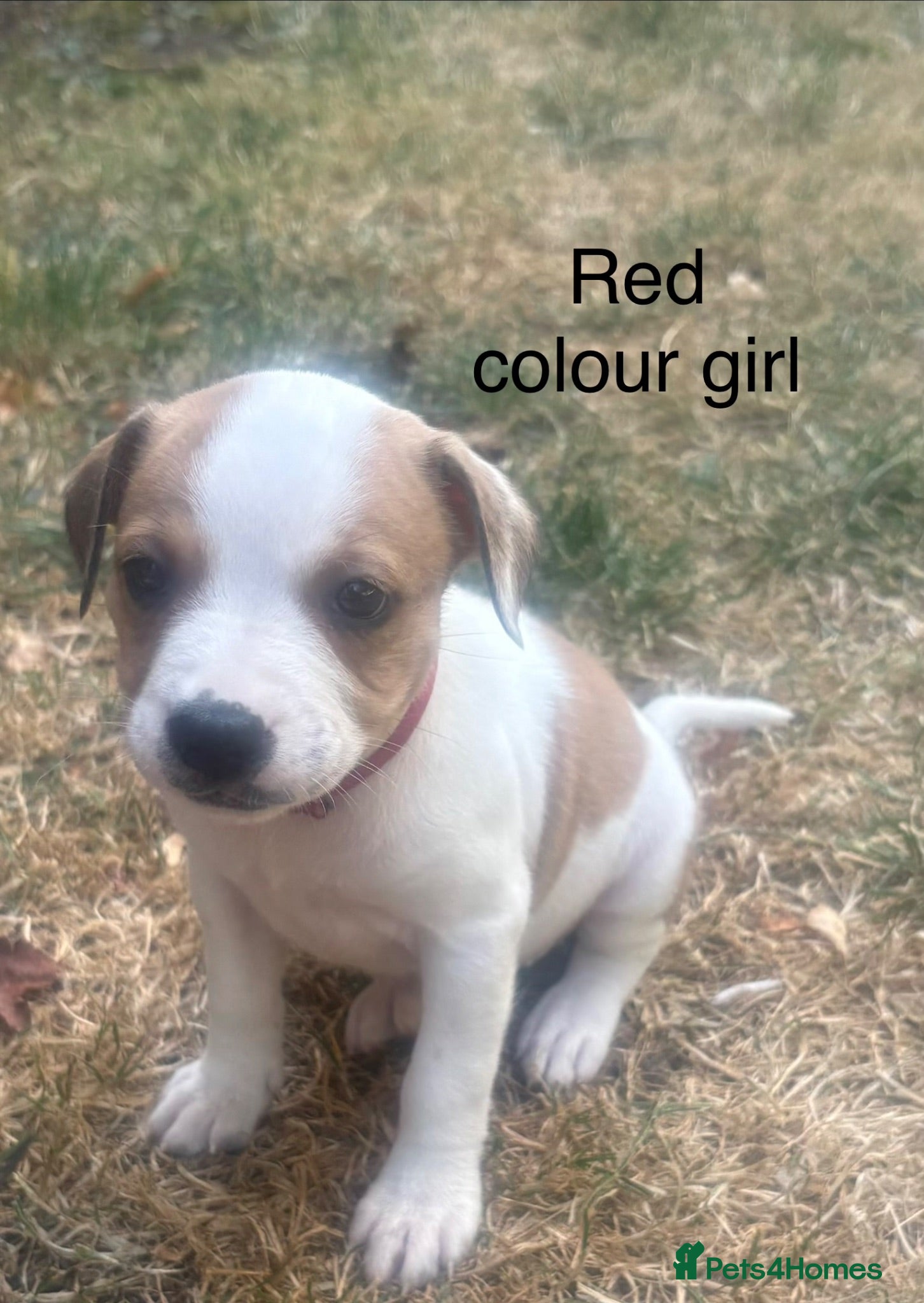 Staffordshire Bull Terrier dogs **ready to go this weekend** - Advert 1
