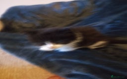 York Chocolate cats for sale: 2 female tabby cats - Image 2