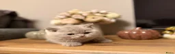 British Shorthair cats for sale: British Shorthair Kittens - Advert 12
