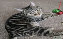 Mixed Breed cats for sale: Sphynx gilr 2yrs - Image 1