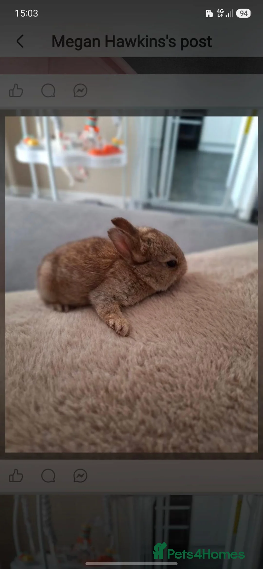 Mini Lop rabbits for sale: Rabbit  in Burton-on-Trent - Advert 5