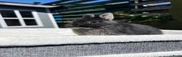 Netherland Dwarf rabbits for sale: Outstanding type and super Friendly  - Advert 8