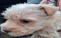 Cairn Terrier dogs for sale: Cracking litter of Cairn terriers - Image 13