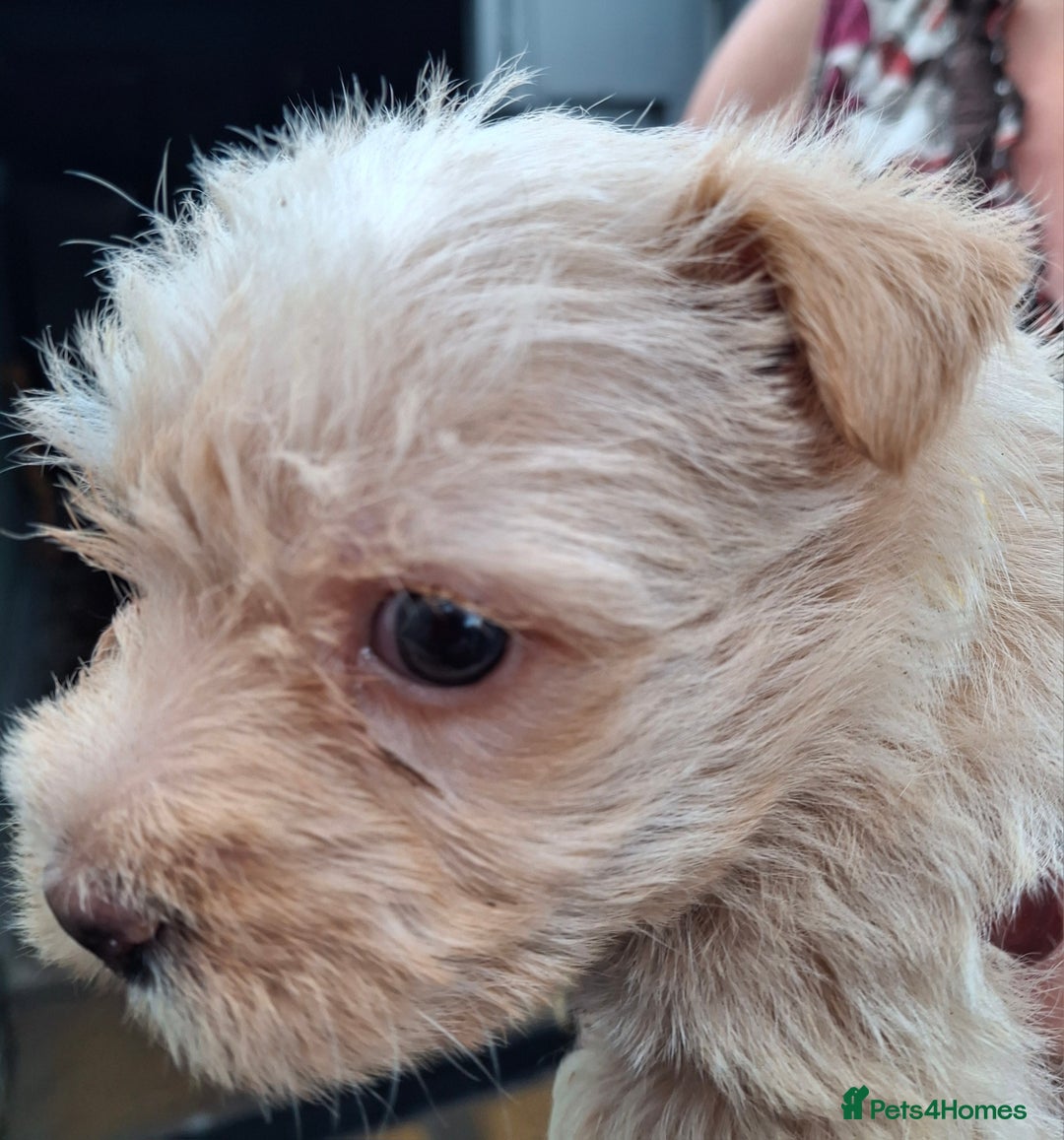 Cairn Terrier dogs for sale: Cracking litter of Cairn terriers - Image 13
