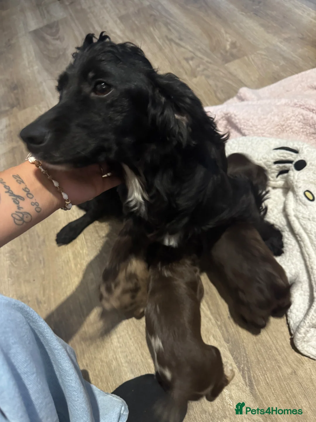 Cocker Spaniel dogs for sale: Stunning cover spaniel puppies  - Advert 2
