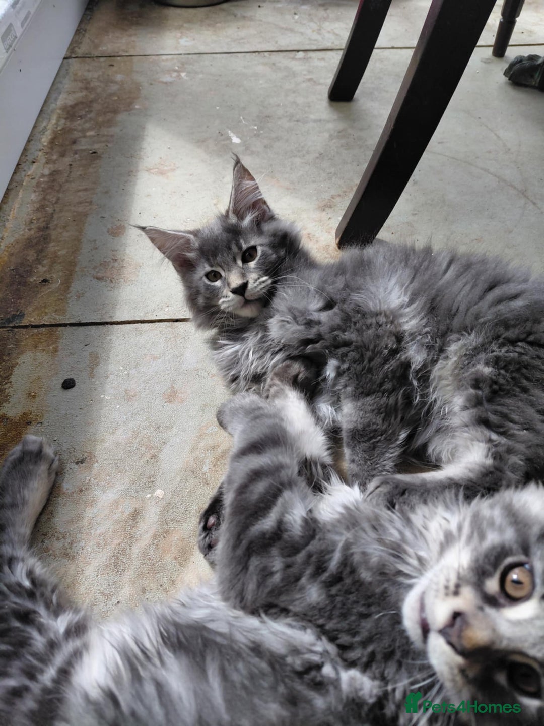 Maine Coon cats for sale: GCCF & TICA Reg Affectionate Maine Coon kittens - Image 5