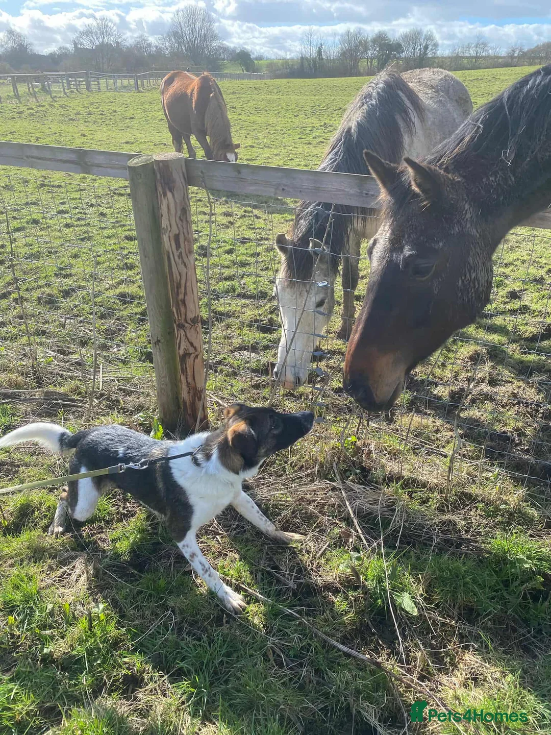 Mixed Breed dogs for adoption: ASTRO - Advert 3