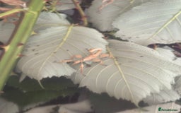 Stick Insects invertebrates for sale: 10 x Giant prickly stick insect (Nymphs)  in Paignton - Image 10