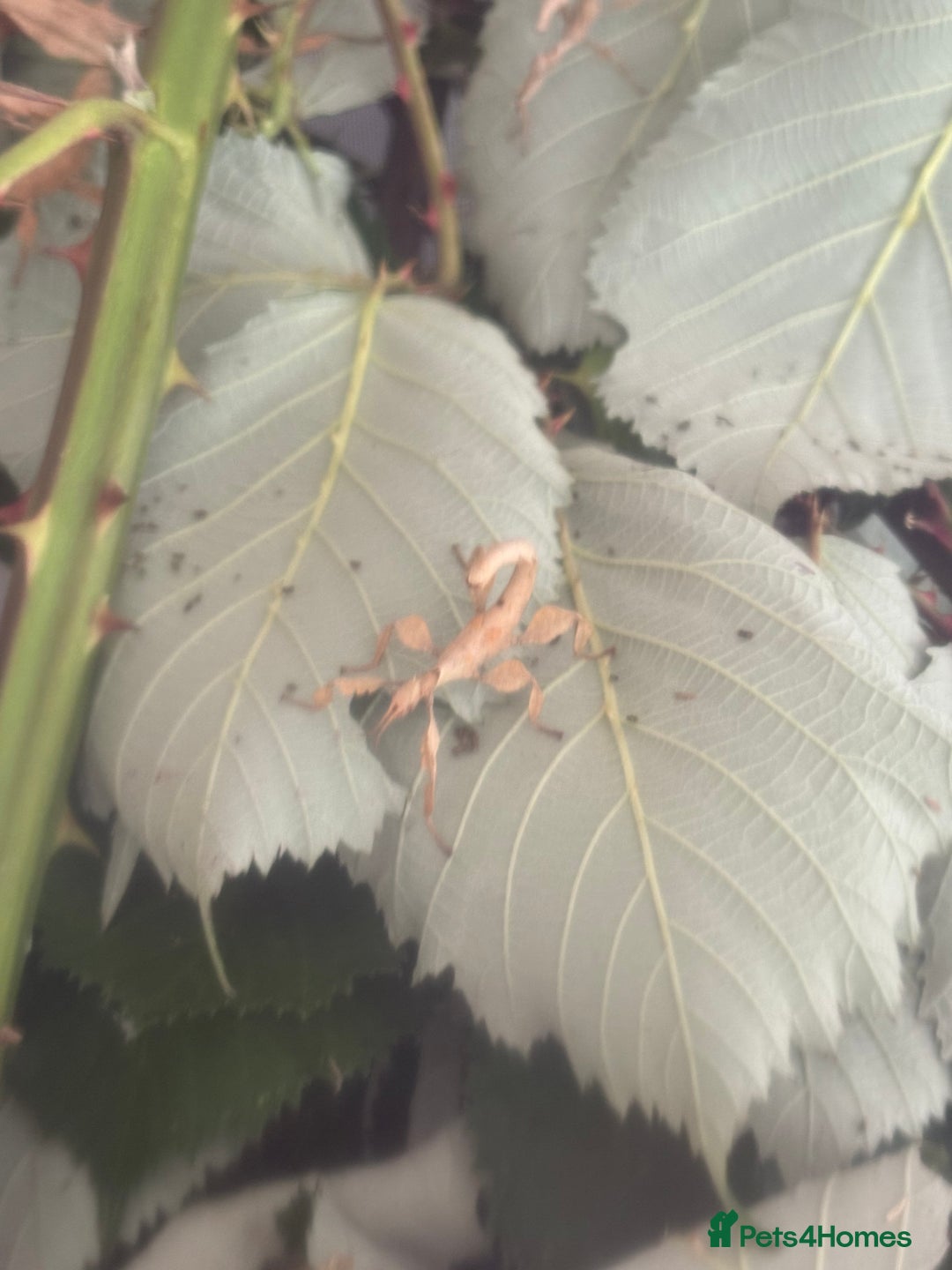 Stick Insects invertebrates for sale: 10 x Giant prickly stick insect (Nymphs)  in Paignton - Image 10
