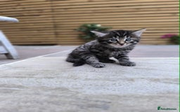 Mixed Breed cats for sale: Kittens ready to now - Image 2