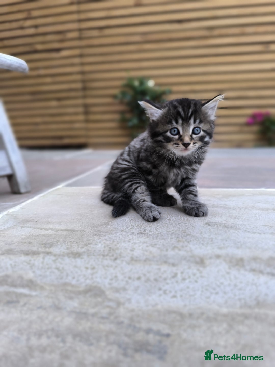 Mixed Breed cats for sale: Kittens ready to now - Image 2