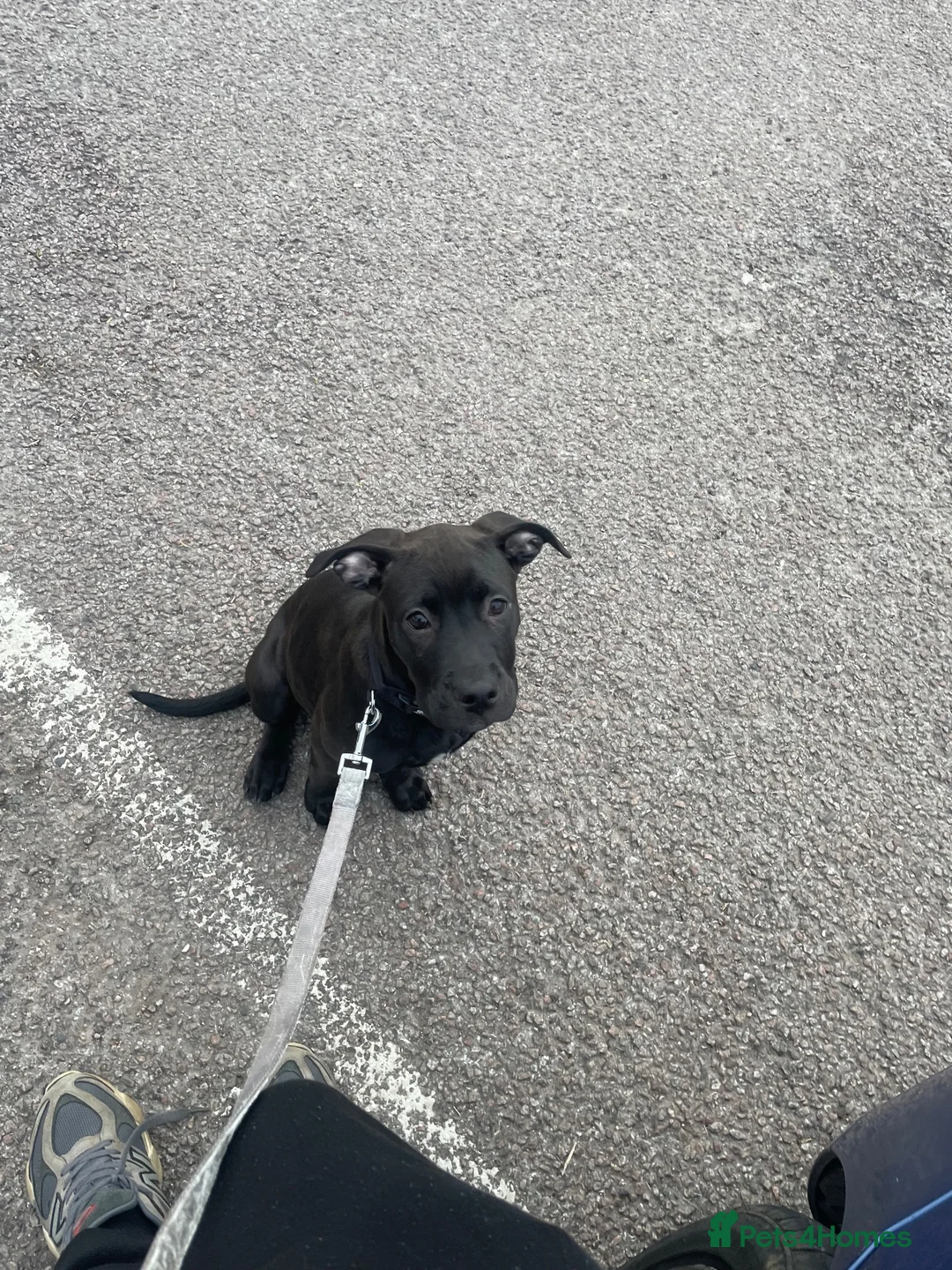 Mixed Breed dogs for sale: Zara the pup in Nuneaton - Advert 2
