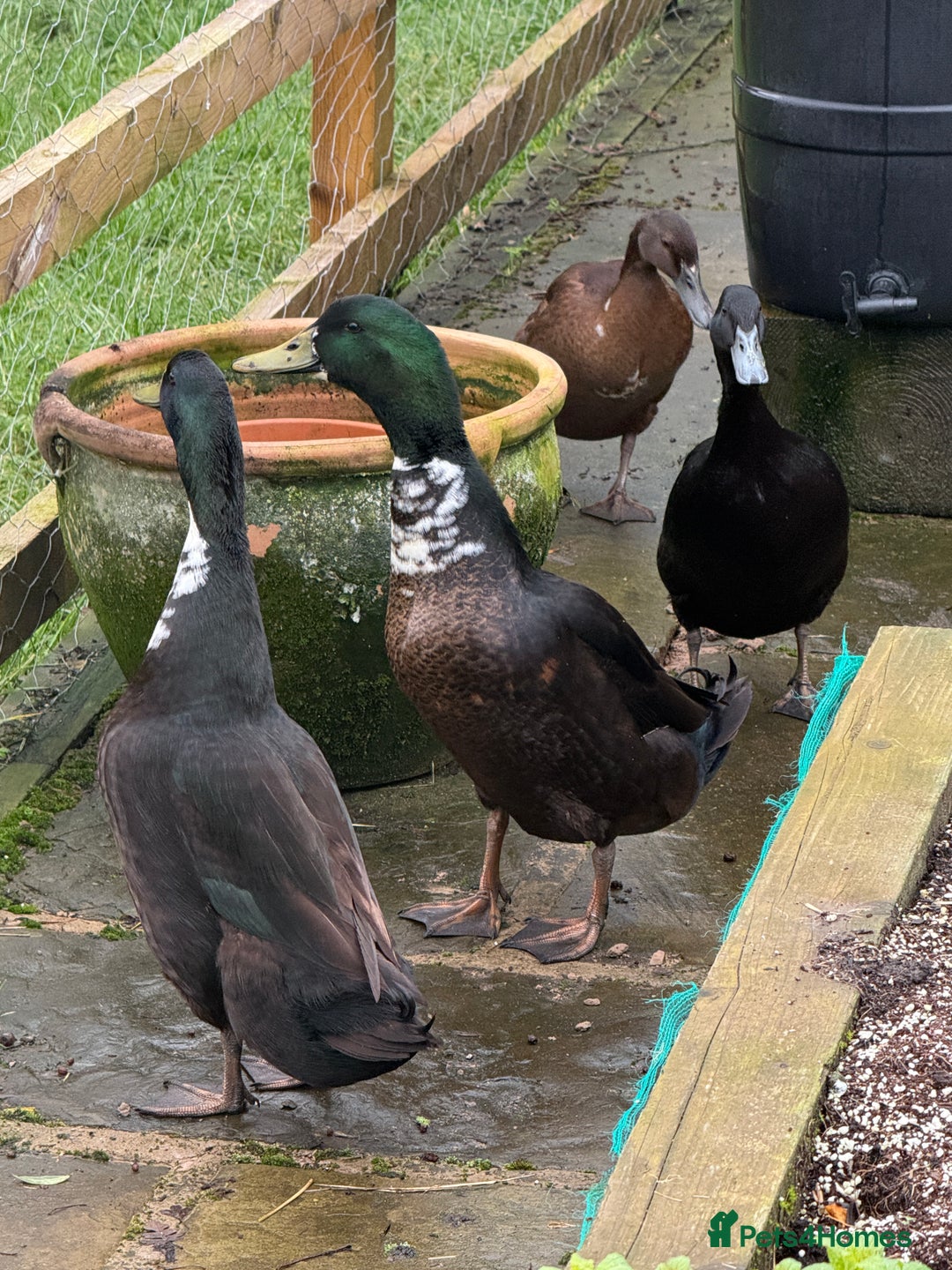 Ducks poultry for sale: Runner Ducks  - Advert 2