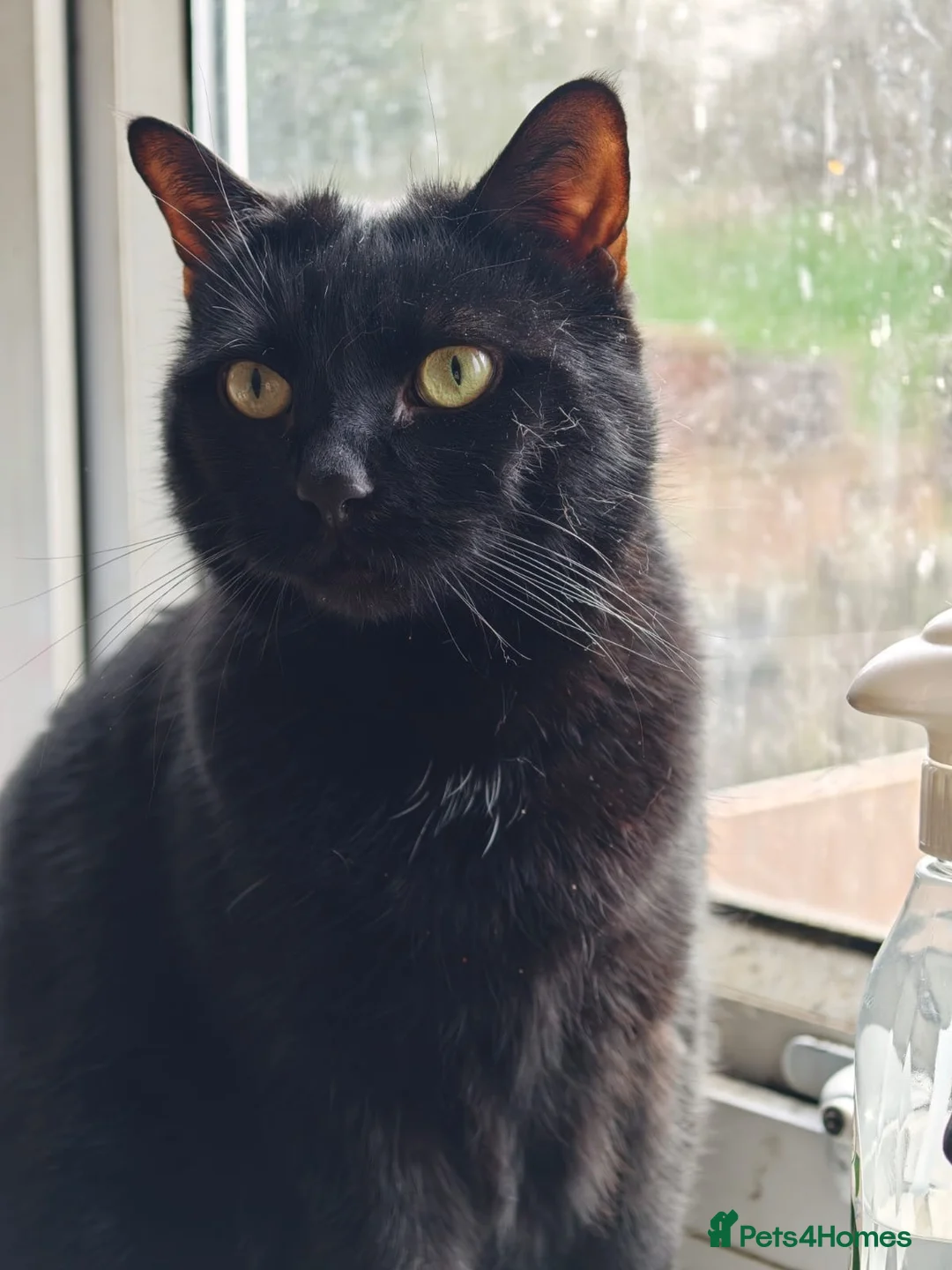 Mixed Breed cats for sale: Cats looking for loving new home  - Advert 4