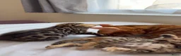 Bengal cats for sale: Beautiful Bengal Kittens🤎 in London - Advert 3
