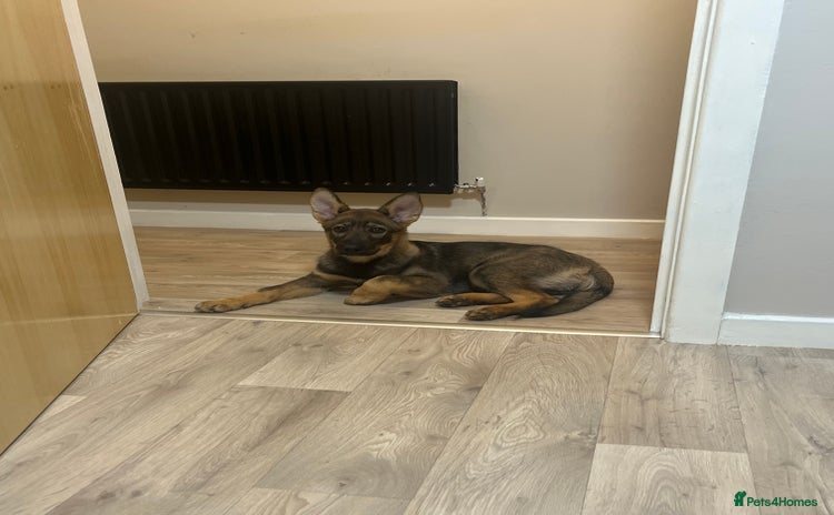 German Shepherd dogs - Advert 1