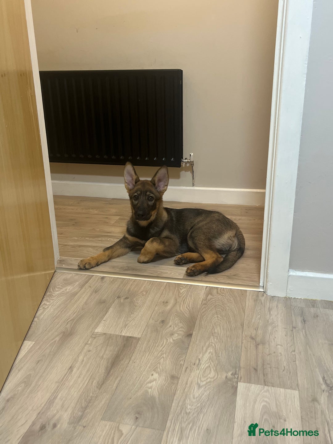 German Shepherd dogs for sale: German Shepard pup looking for forever home  - Image 1