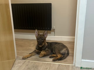 German Shepherd dogs - Advert 23