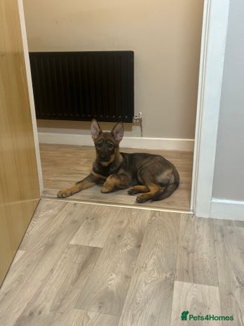 German Shepherd dogs - Advert 1