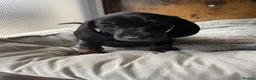 Miniature Dachshund dogs for sale: Miniature Dachshund KC Registered Puppies  - Advert 3