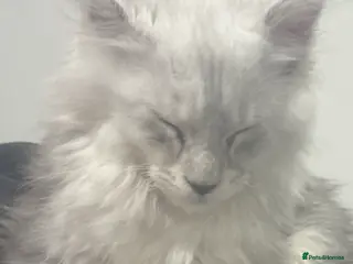 Maine Coon cats Male Maine Coon Kitten for Sale | Vet Checked in Isleworth - Advert 1