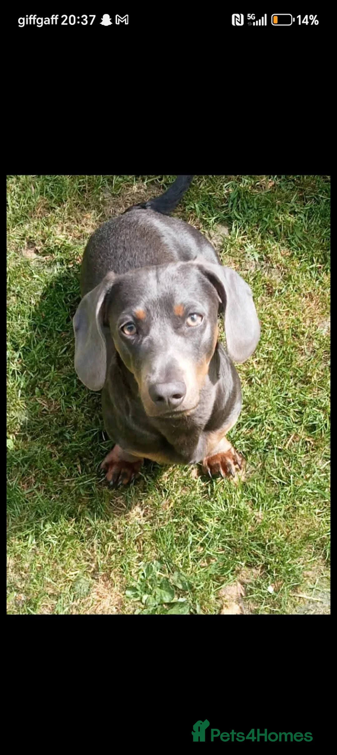 Dachshund dogs for sale: Dachshund Miniature  - Advert 12