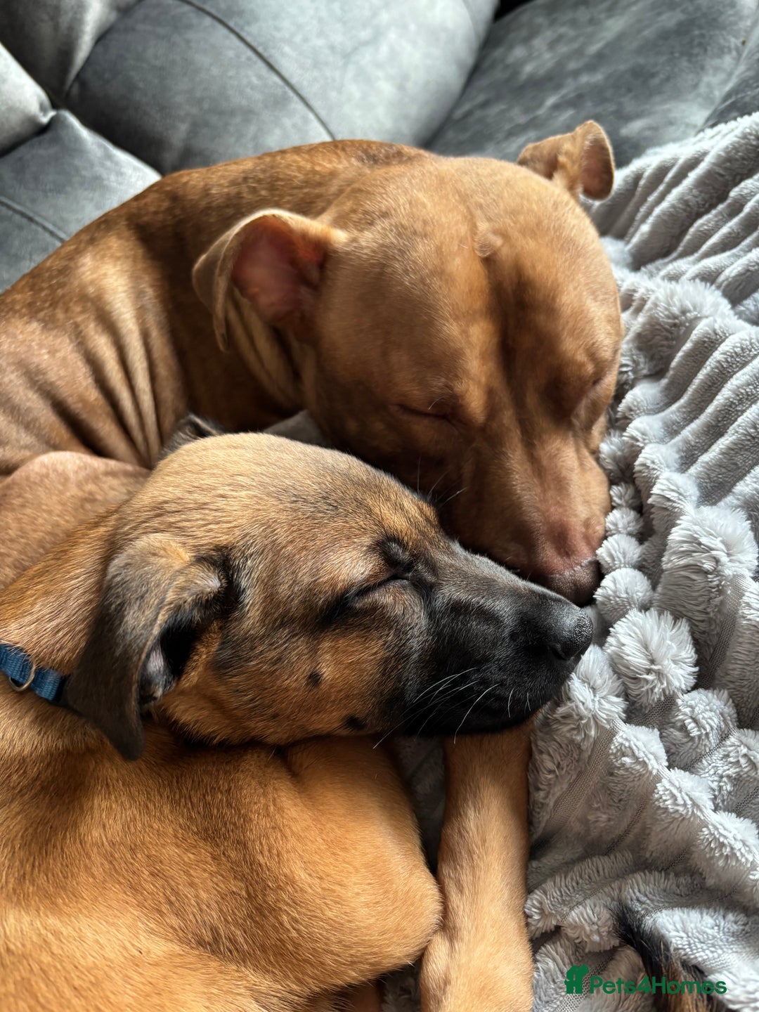 Belgian Shepherd Dog dogs for sale: Mallinois x Bullyhound Male - Advert 7