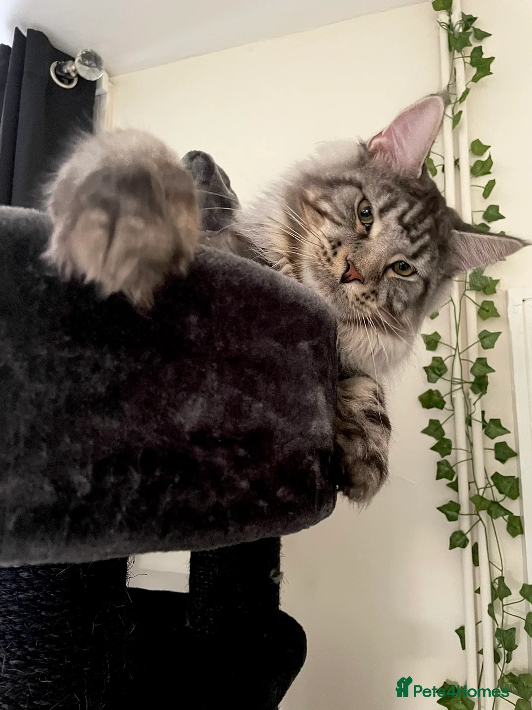 Maine Coon cats for sale: Giant Russian Mainecoons Kittens - Advert 12