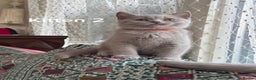 British Shorthair cats for sale: British short hair kittens up for sale (need gone) - Advert 6