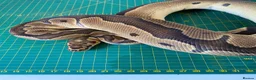 Python Snake reptiles for sale: Male clown royal python poss het albino  - Advert 5