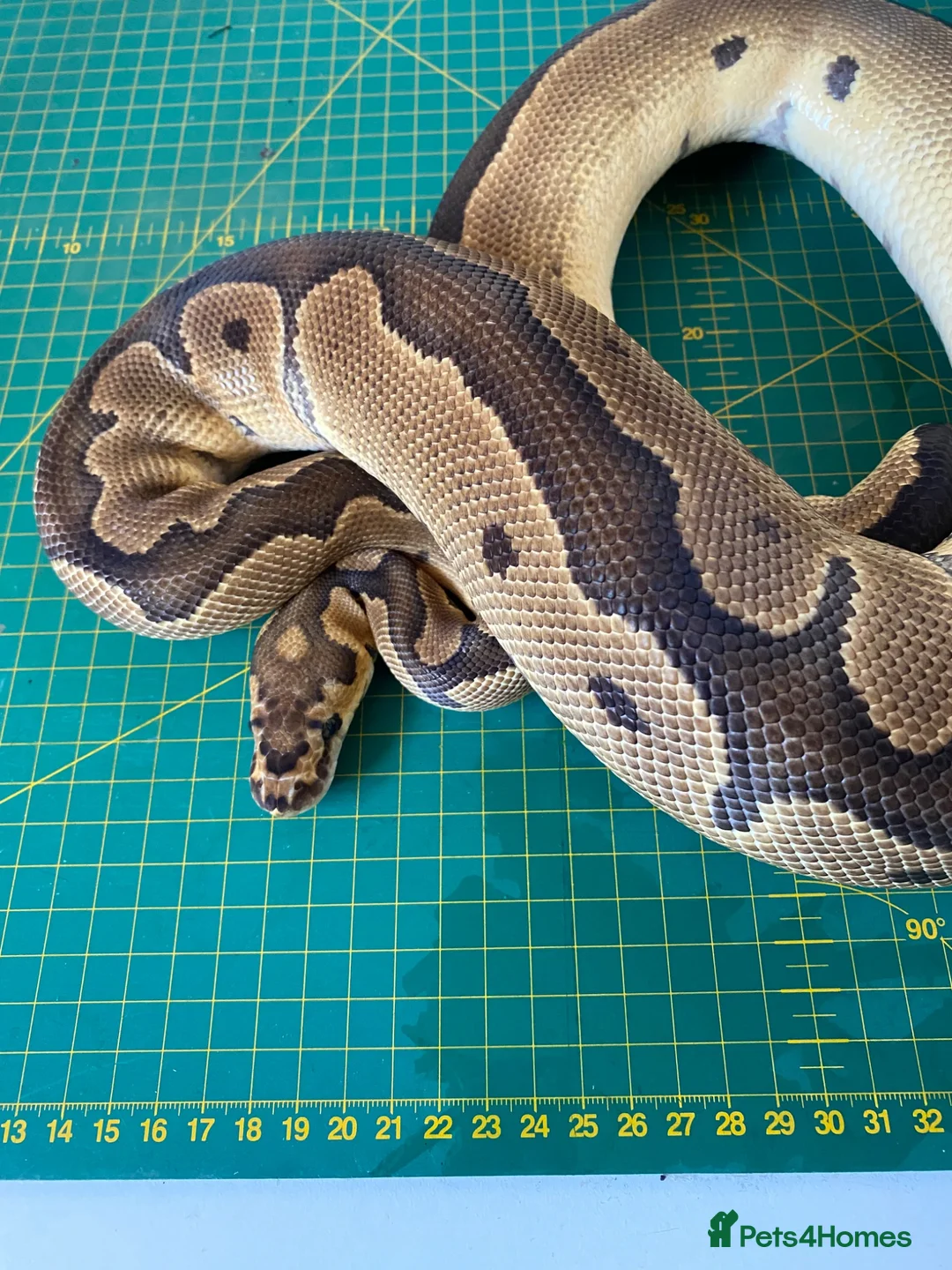 Python Snake reptiles for sale: Male clown royal python poss het albino  - Advert 5