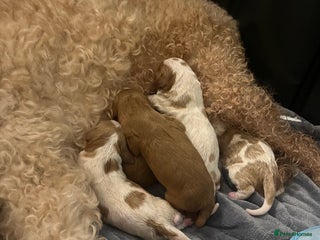 Cavapoo dogs Now here! cavapoo puppies - Advert 17