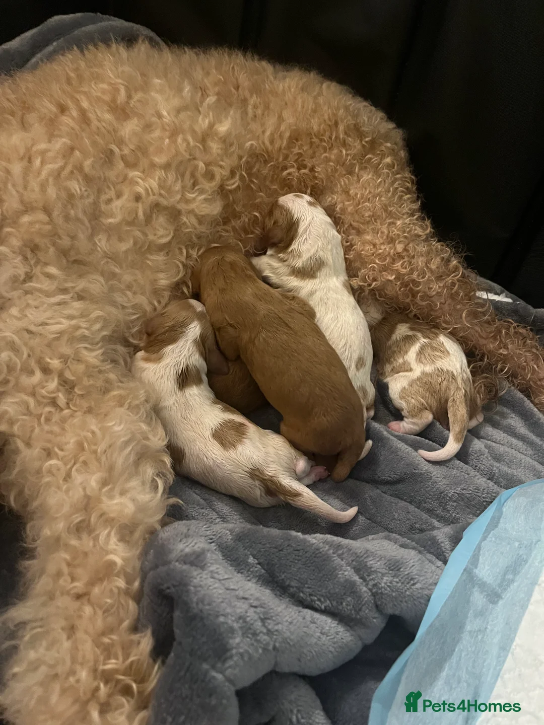 Cavapoo dogs for sale: cavapoo puppies  - Advert 1