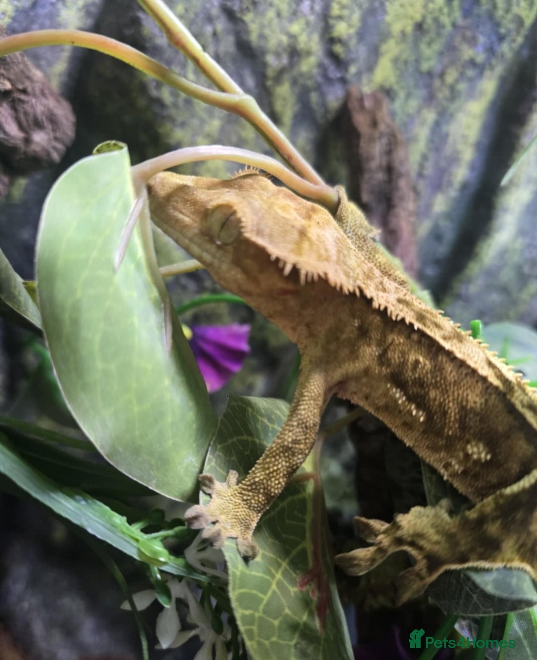 Boa Snake reptiles for sale: BOA & Crested Geckos  - Image 3