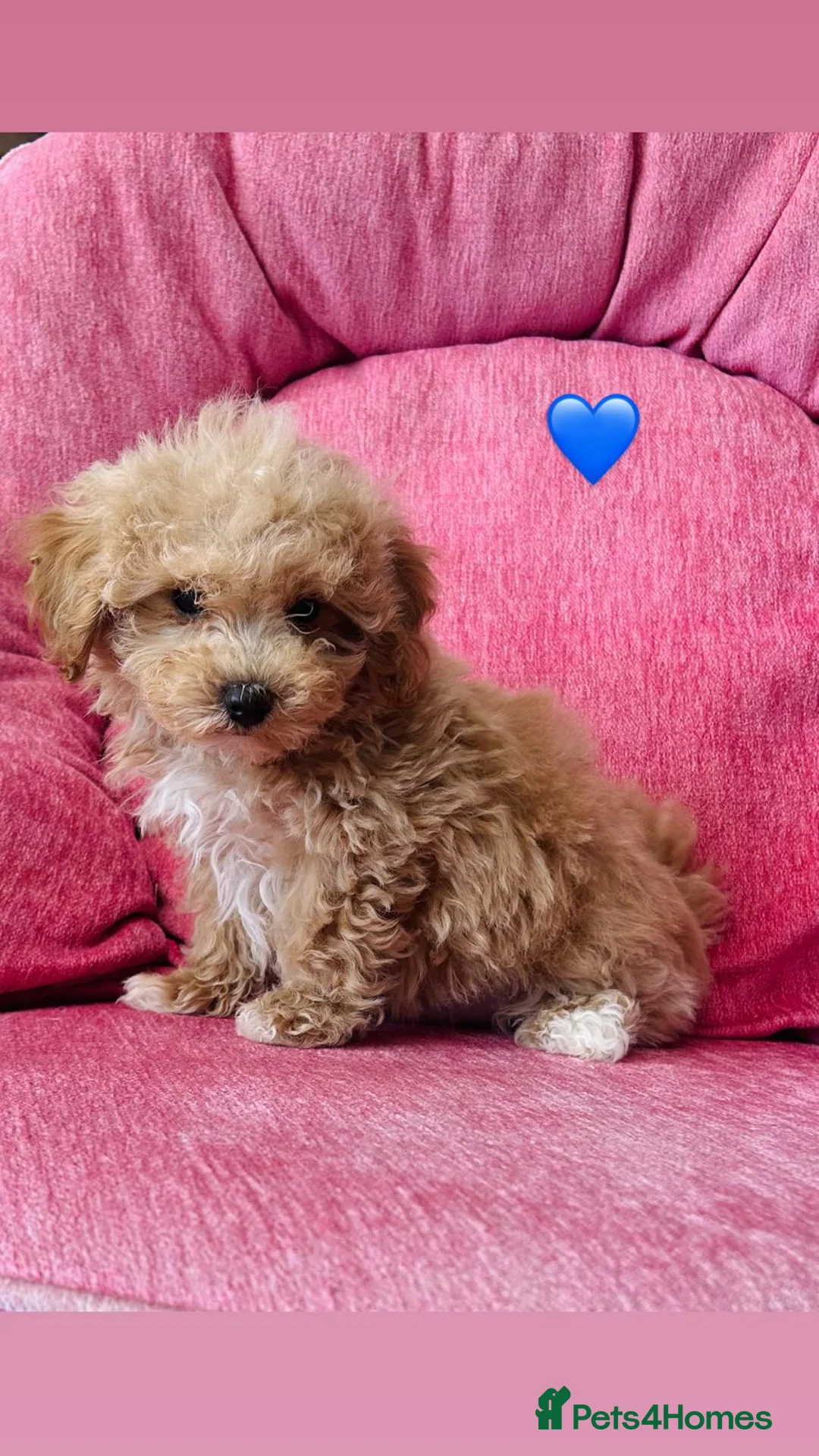Poochon dogs for sale: Gorgeous F1 Poochon puppies  - Advert 11