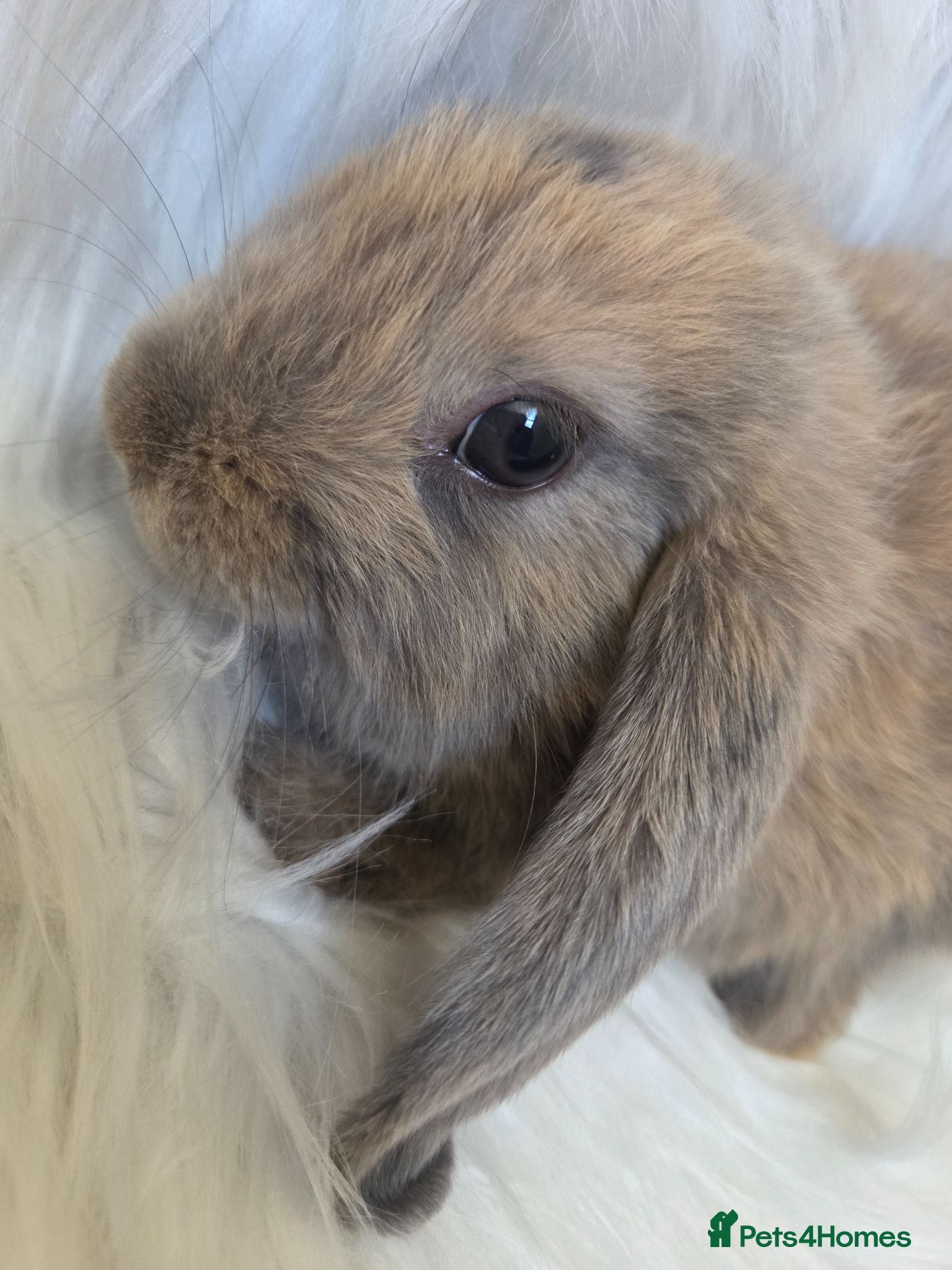 Mini Lop rabbits Beautiful mini lops boys and girls avalible . - Advert 2