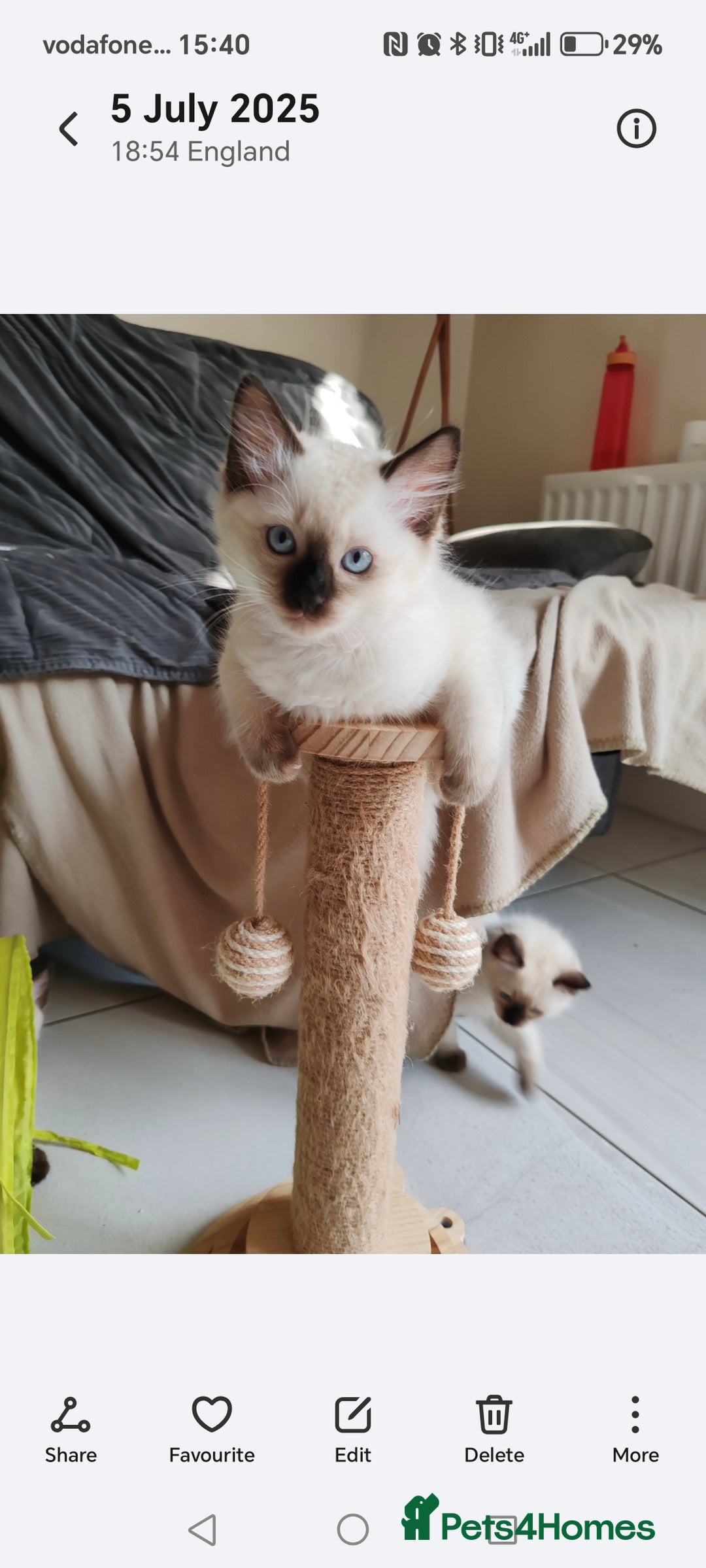 Ragdoll cats for sale: LAST REMAINING RAGDOLL - Female - ready now in Mexborough - Image 2