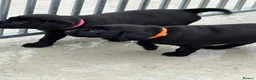 Labrador Retriever dogs for sale: CHUNKY Black Labrador KC REG Ready NOW  - Advert 12