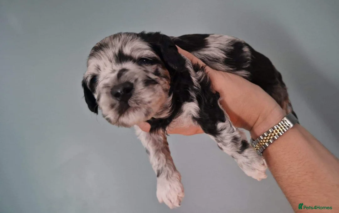 Cockapoo dogs for stud: Chocolate Cockapoo STUD *DNA & BVA EYE TESTED* in Manchester - Advert 17