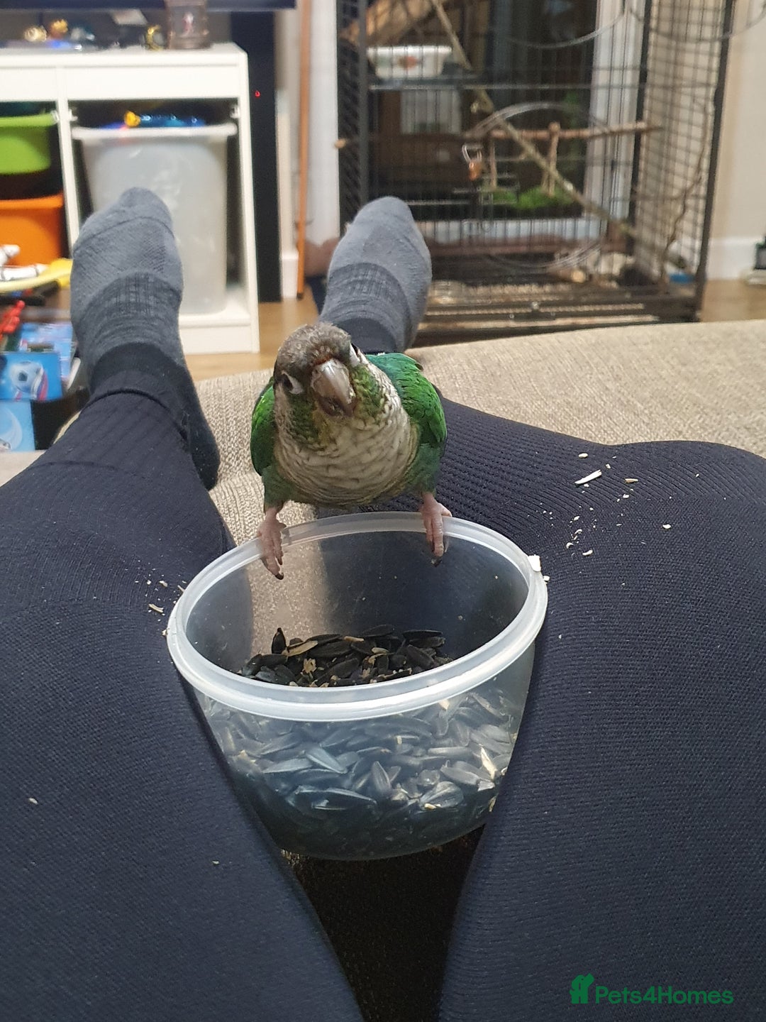 Conures birds for sale: Beautiful Blue Conure Parrot for Sale – 1 Year Old - Image 4