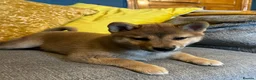 Japanese Shiba Inu dogs for sale: Pure bred Shiba Inu Puppies - Advert 10