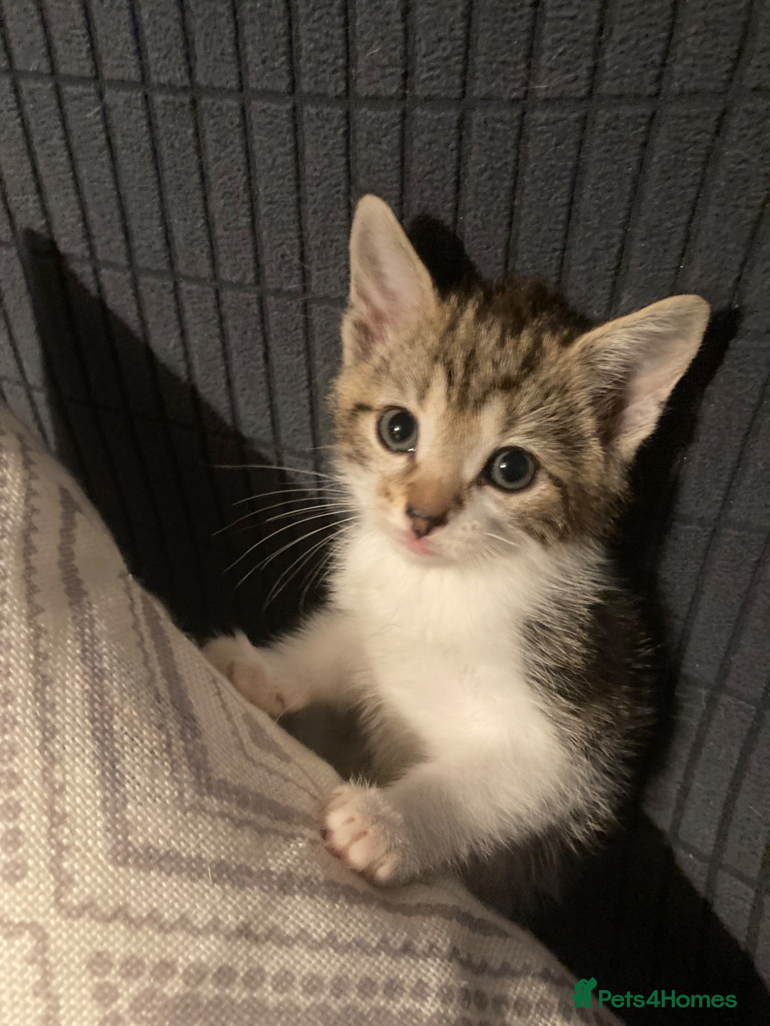 Mixed Breed cats 3 Gorgeous Playful Kittens  - Advert 4