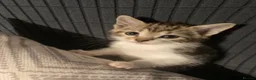 Mixed Breed cats for sale: 3 Gorgeous Playful Kittens  - Advert 1