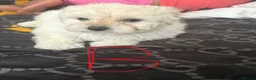 Mixed Breed dogs for sale: Bichon X Maltese mix  - Advert 3